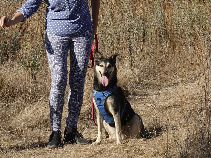 Chappy sucht seine Menschen