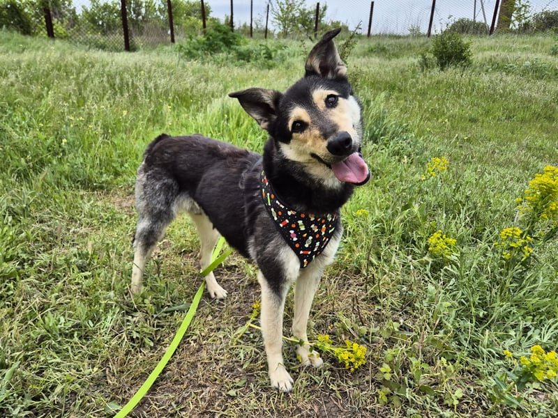 Chappy sucht seine Menschen