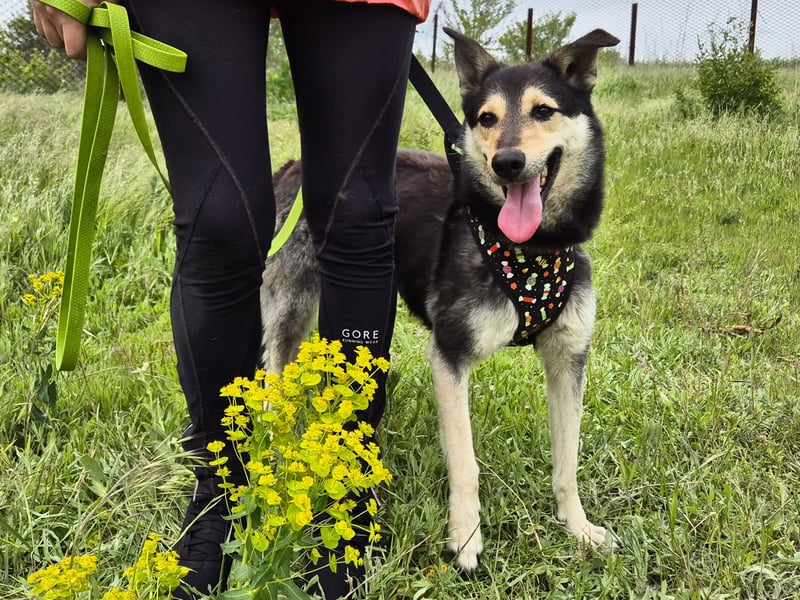 Chappy sucht seine Menschen