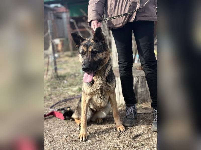 Endlich ankommen – das wünscht sich Szebra