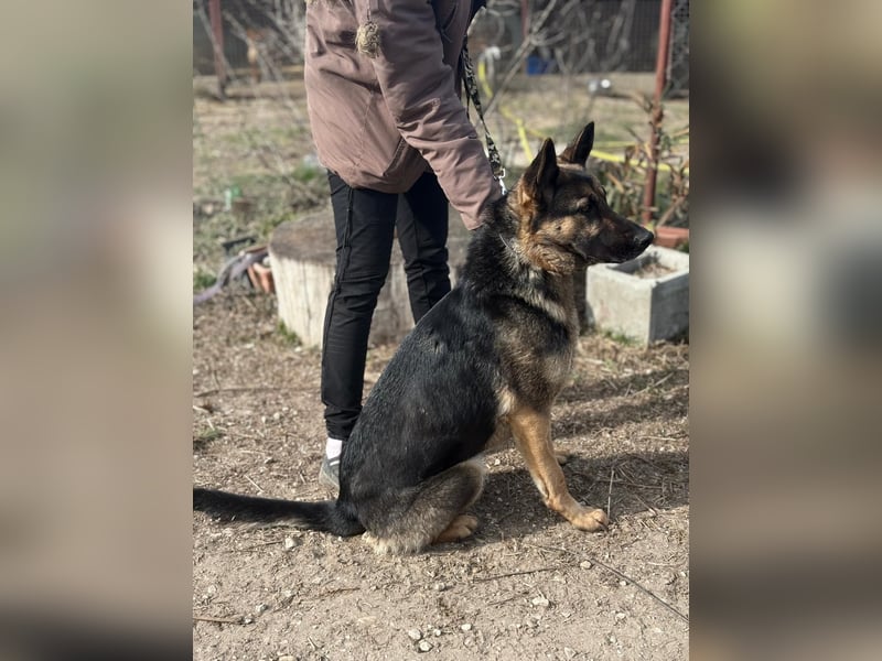 Szebra wartet sehnsüchtig auf ihre Familie