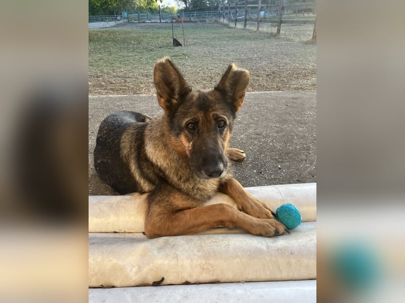 Tara - wer schenkt ihr ein Zuhause