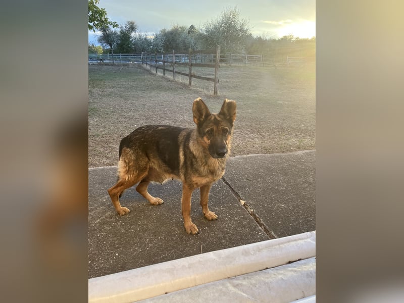 Tara- eine einsame treue Seele wartet auf dich