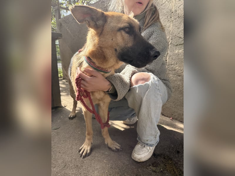 Missy- Schäferhundfreunde aufgepasst