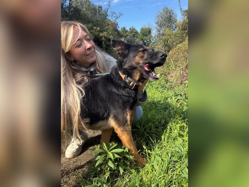 Boni Deutsche Schäferhund Fans aufgepasst !