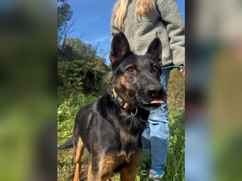 Boni Deutsche Schäferhund Fans aufgepasst !