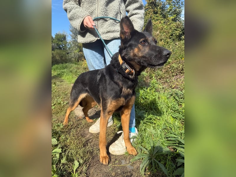 Boni Deutsche Schäferhund Fans aufgepasst !