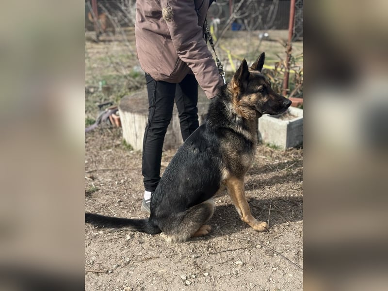 Szebra sucht ihr Happy End