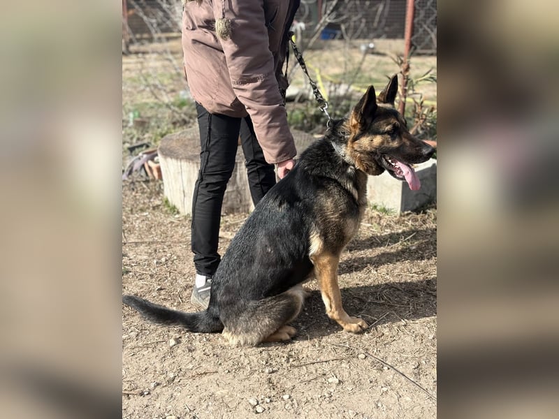 SZEBRA eine treue Seele sucht dich