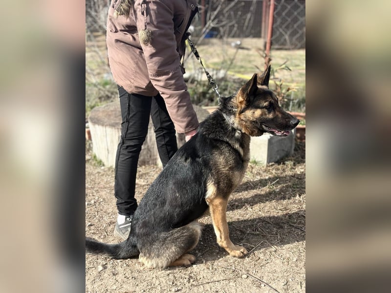 Szebra wartet sehnsüchtig auf ihre Familie