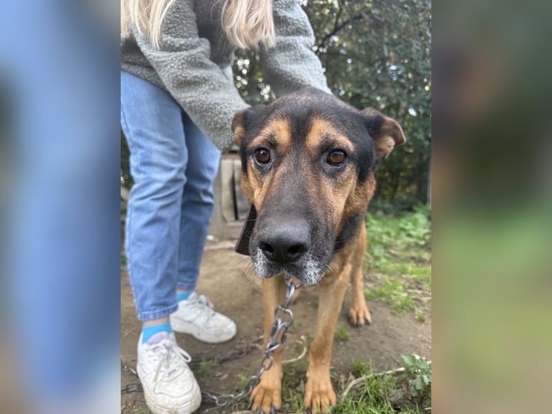 Rexi - ein ganz toller Kerl