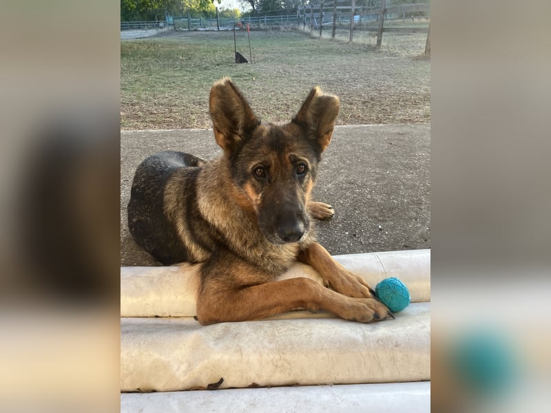 Tara - wer schenkt ihr ein Zuhause