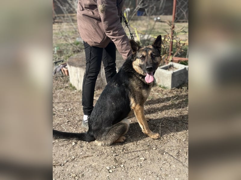 SZEBRA eine treue Seele sucht dich