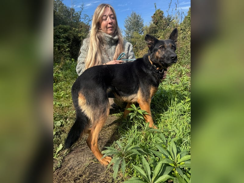 Boni Deutsche Schäferhund Fans aufgepasst !