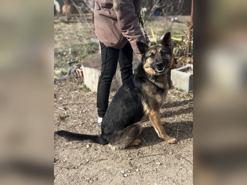 Szebra wartet sehnsüchtig auf ihre Familie