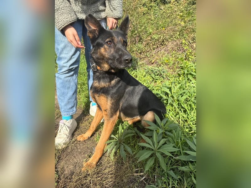 Boni Deutsche Schäferhund Fans aufgepasst !