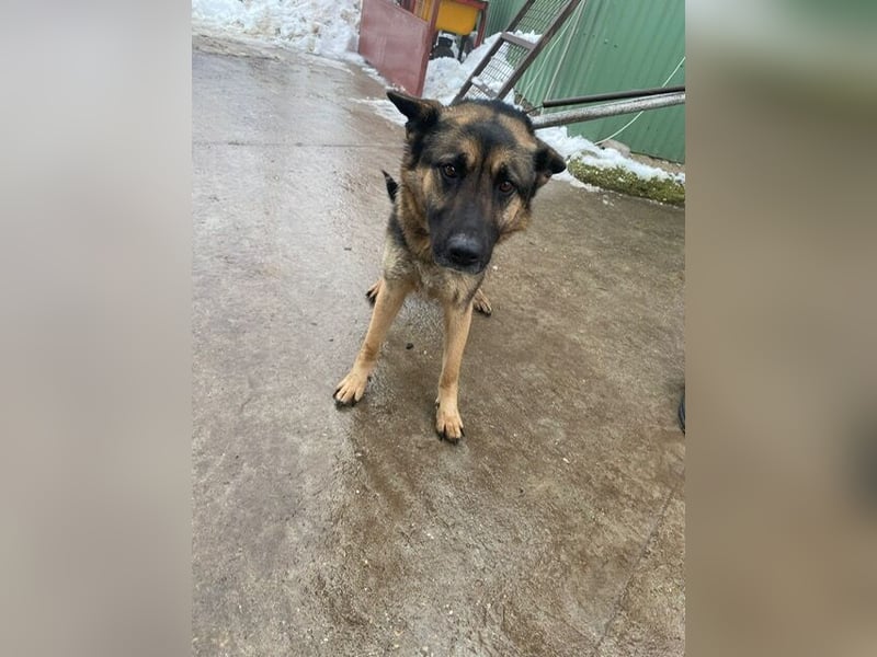 Szebra sucht ihr Happy End