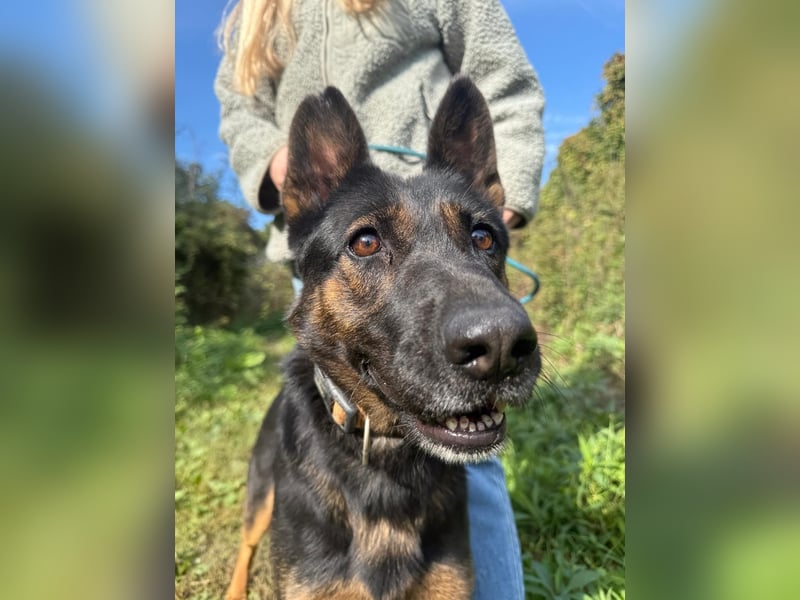 Boni Deutsche Schäferhund Fans aufgepasst !