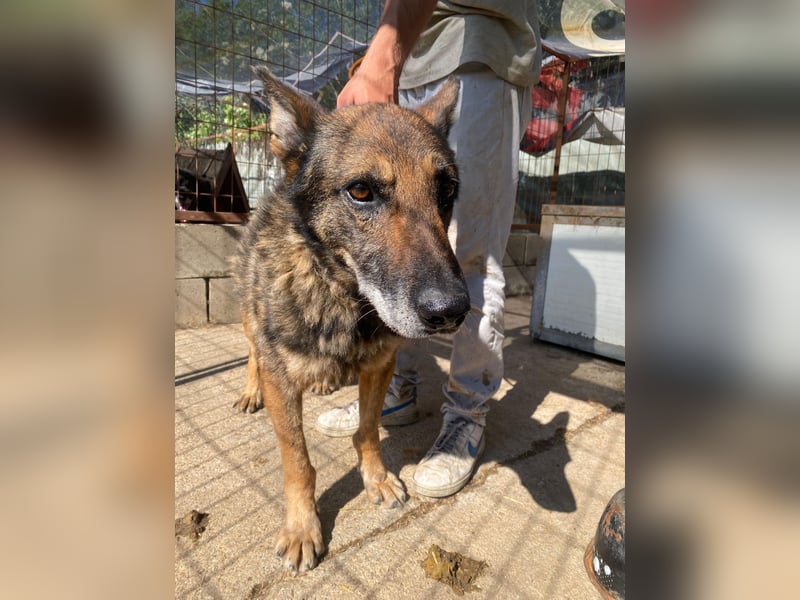 Hektor verdient einen Gnadenplatz
