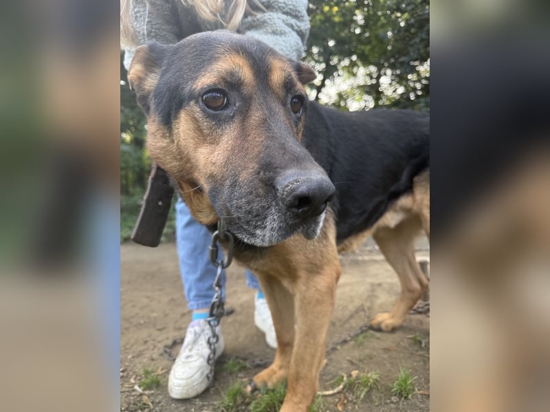 Rexi - ein ganz toller Kerl