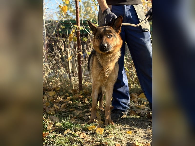 schöne Vanilla sucht ihr Zuhause