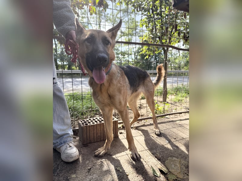 Missy- Schäferhundfreunde aufgepasst