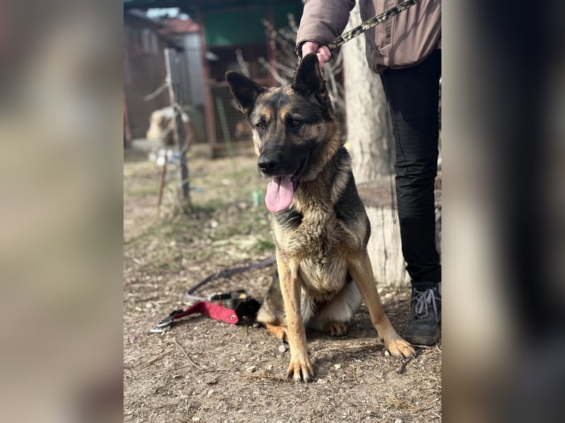 Szebra wartet sehnsüchtig auf ihre Familie