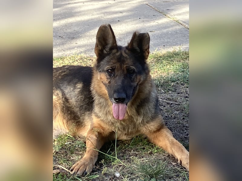 Tara - wer schenkt ihr ein Zuhause