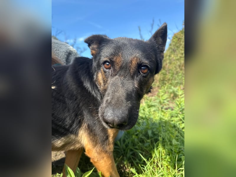Boni Deutsche Schäferhund Fans aufgepasst !