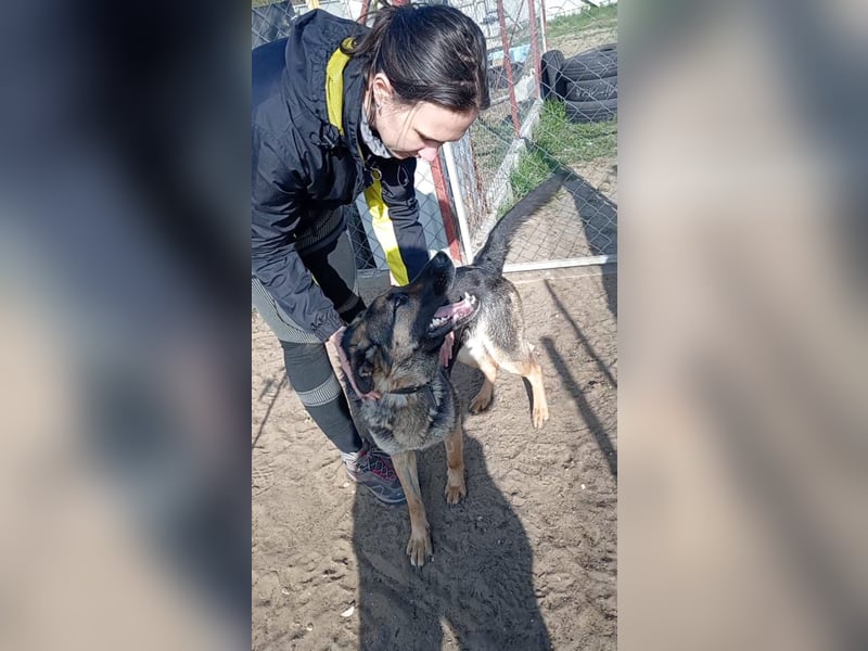 SZEBRA eine treue Seele sucht dich