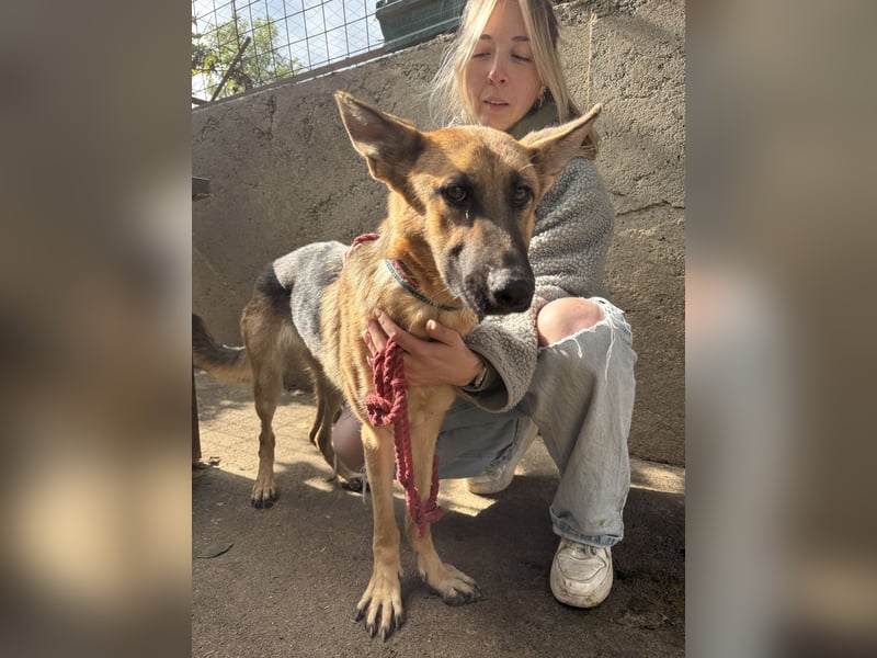 Missy- Schäferhundfreunde aufgepasst