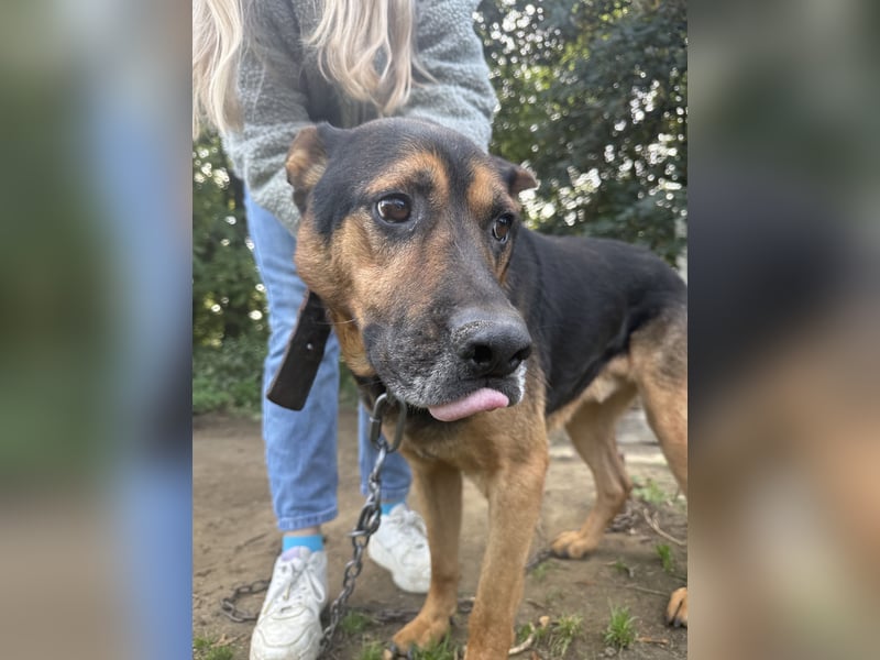 Rexi - ein ganz toller Kerl