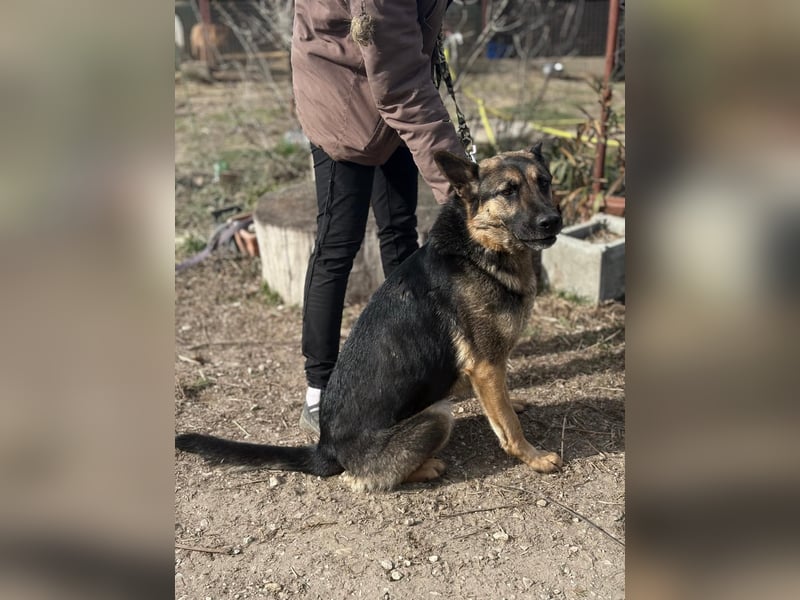 Szebra sucht ihr Happy End