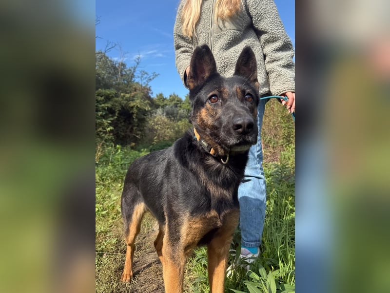 Boni Deutsche Schäferhund Fans aufgepasst !