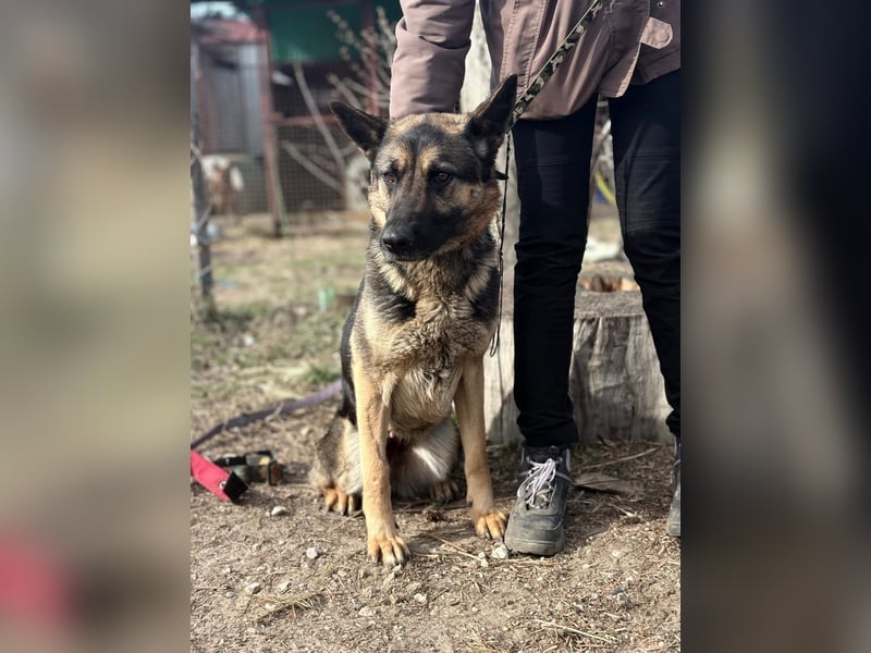 Szebra wartet sehnsüchtig auf ihre Familie