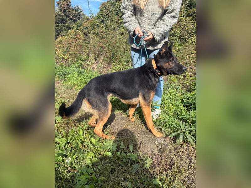 Boni Deutsche Schäferhund Fans aufgepasst !