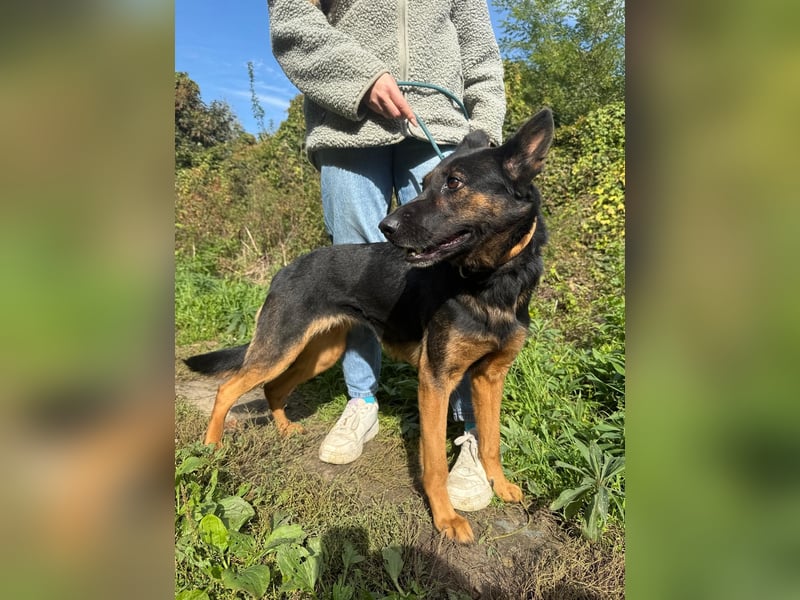 Boni Deutsche Schäferhund Fans aufgepasst !