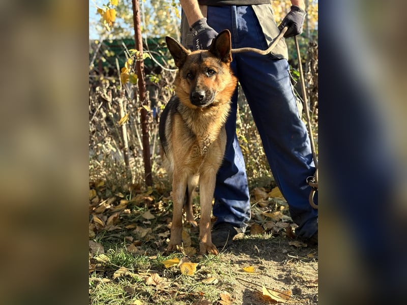 schöne Vanilla sucht ihr Zuhause