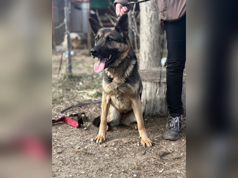 SZEBRA eine treue Seele sucht dich