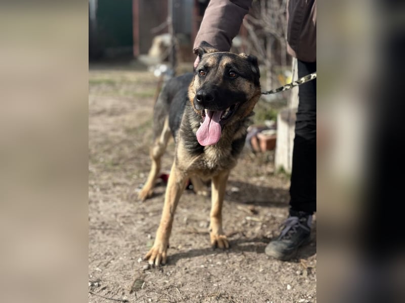 SZEBRA eine treue Seele sucht dich