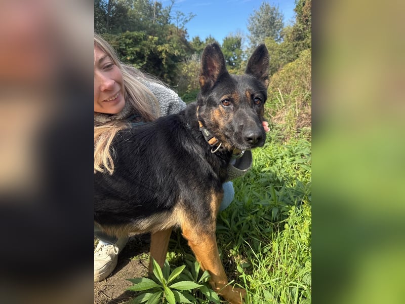 Boni Deutsche Schäferhund Fans aufgepasst !