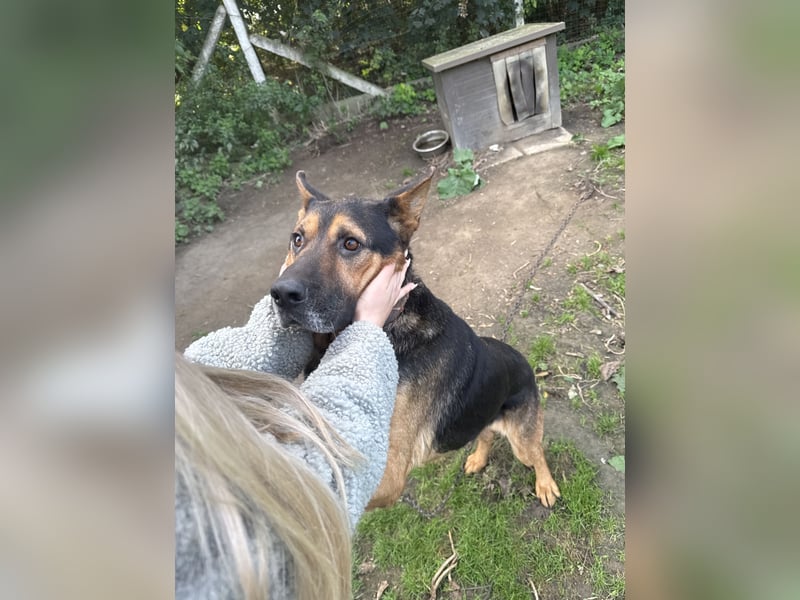 Rexi - ein ganz toller Kerl