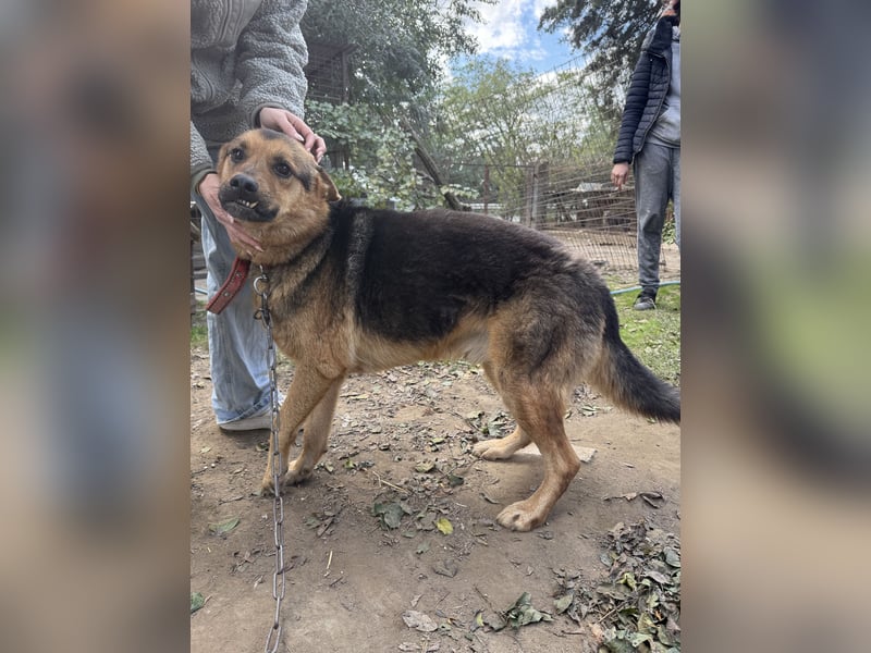 Berci - braucht einfach eine Chance bitte geben sie ihm eine