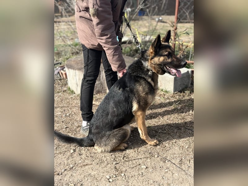 SZEBRA eine treue Seele sucht dich