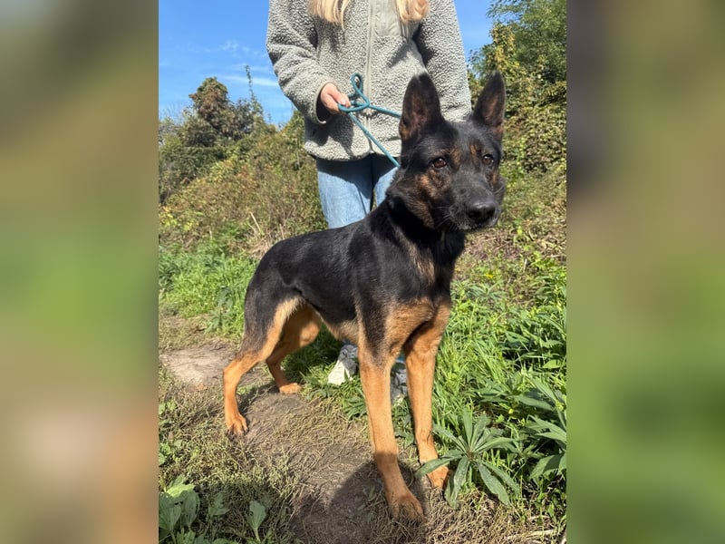 Boni Deutsche Schäferhund Fans aufgepasst !