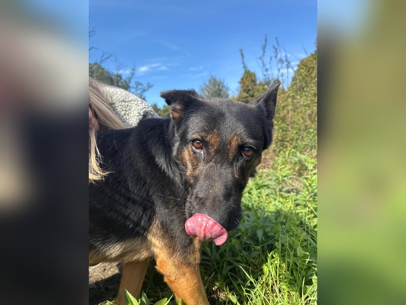 Boni Deutsche Schäferhund Fans aufgepasst !