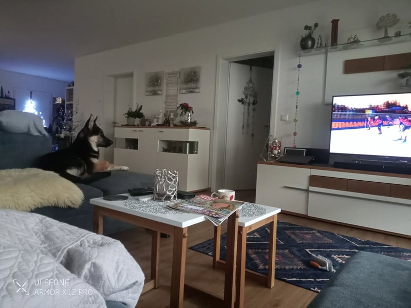 Deutscher Schaefer x Sibirian Husky Herzensgut Lebenslustig Kerngesund Vertraeglich