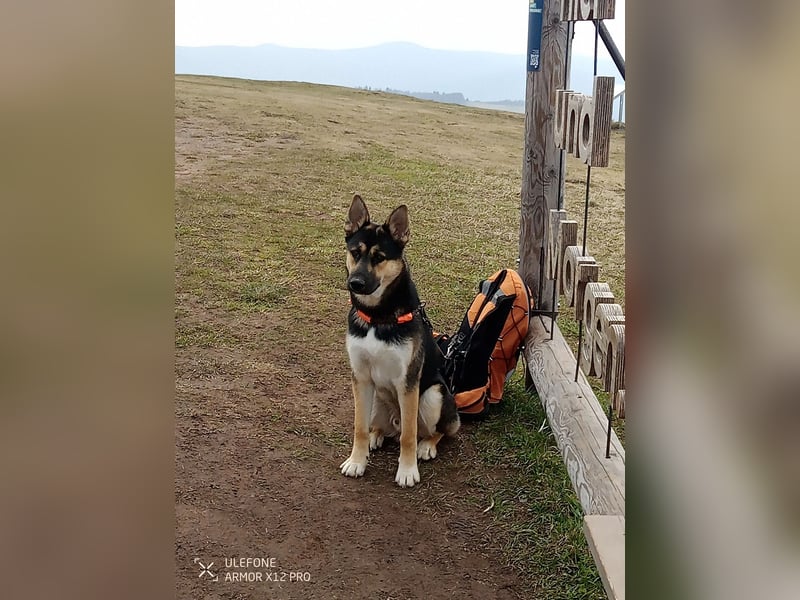 Deutscher Schaefer x Sibirian Husky Herzensgut Lebenslustig Kerngesund Vertraeglich