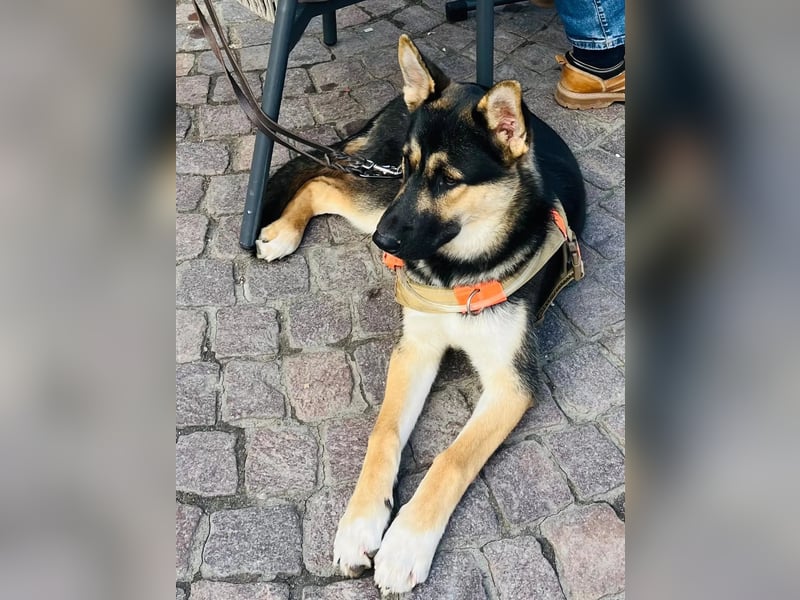Deutscher Schaefer x Sibirian Husky Herzensgut Lebenslustig Kerngesund Vertraeglich