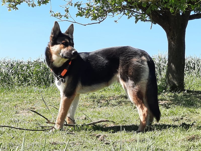 Deutscher Schaefer x Sibirian Husky Herzensgut Lebenslustig Kerngesund Vertraeglich